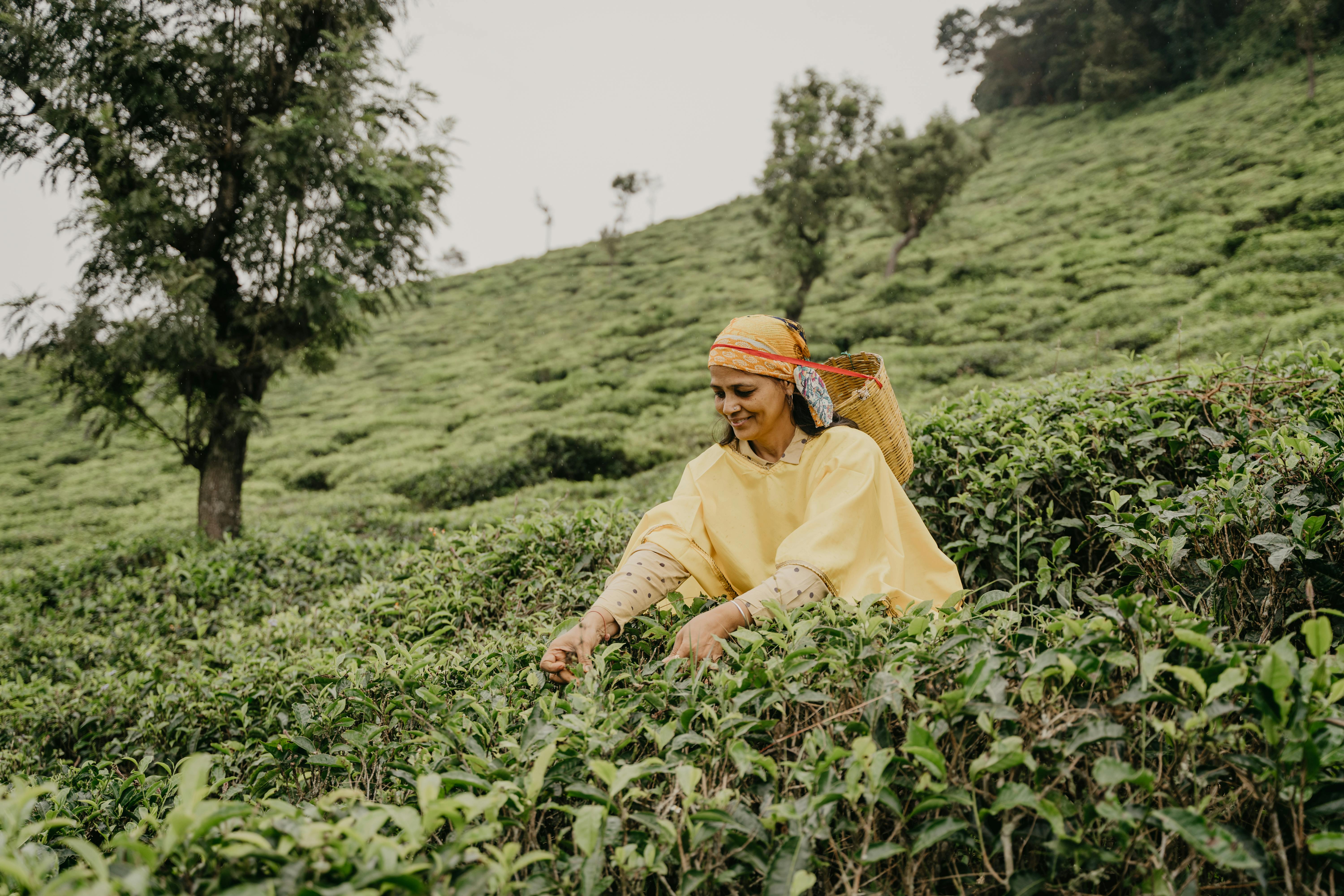 TEAORB - Revolutionizing Tea Cultivation